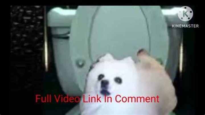 Skirby Dog Video Original: The Adorable Journey of a Viral Sensation