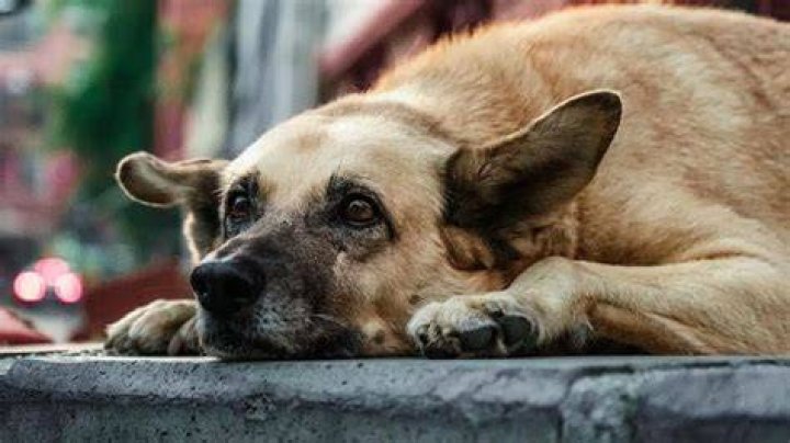 Skirby Dog Video Twitter: The Viral Sensation Taking Over Social Media
