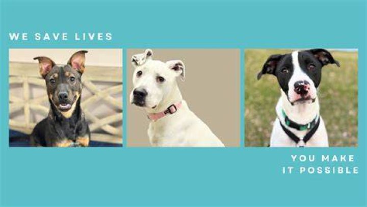 South Suburban Humane Society: A Comprehensive Guide to Animal Welfare