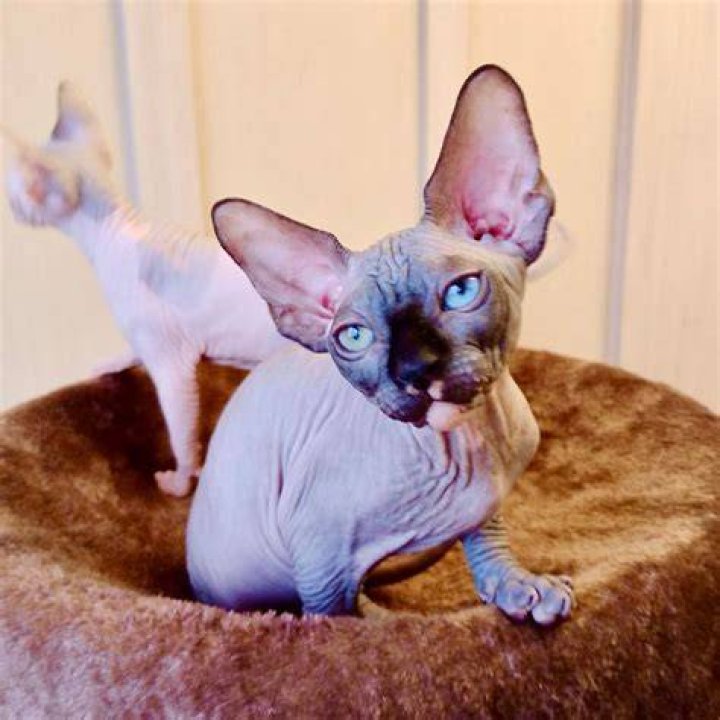 Sphynx Bambino Cats: The Unique Feline Companion