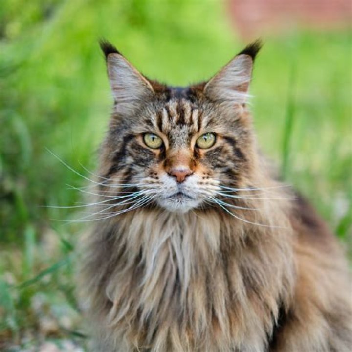 Stunning Images of Maine Coon Cats: A Visual Journey