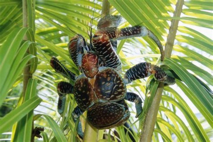 The Astonishing World of Coconut Crabs: Nature's Secretive Giants