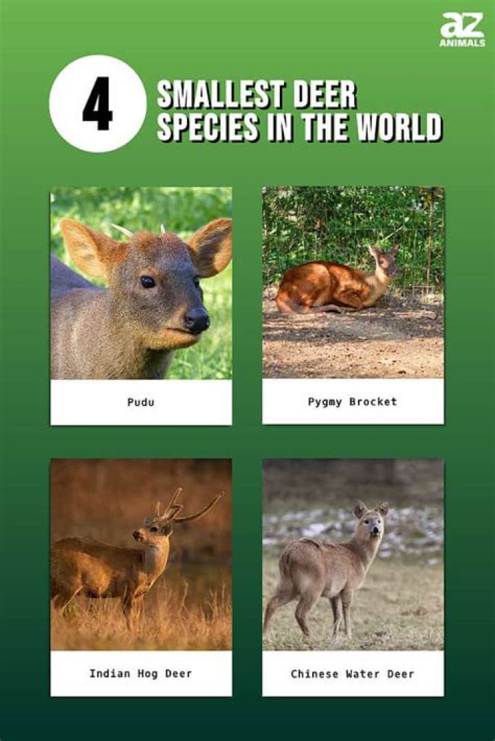 The Astonishing World of the Smallest Deer: Exploring Nature's Petite Wonders