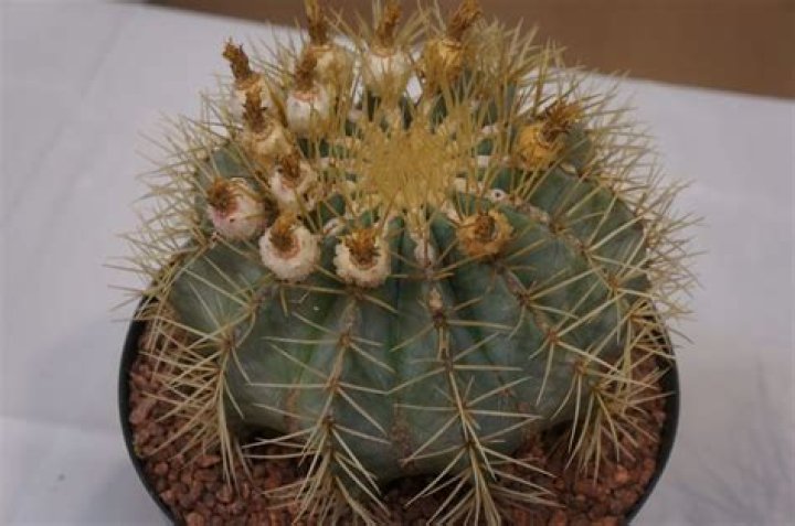 The Enchanting Glass Cactus Grapevine: A Comprehensive Guide