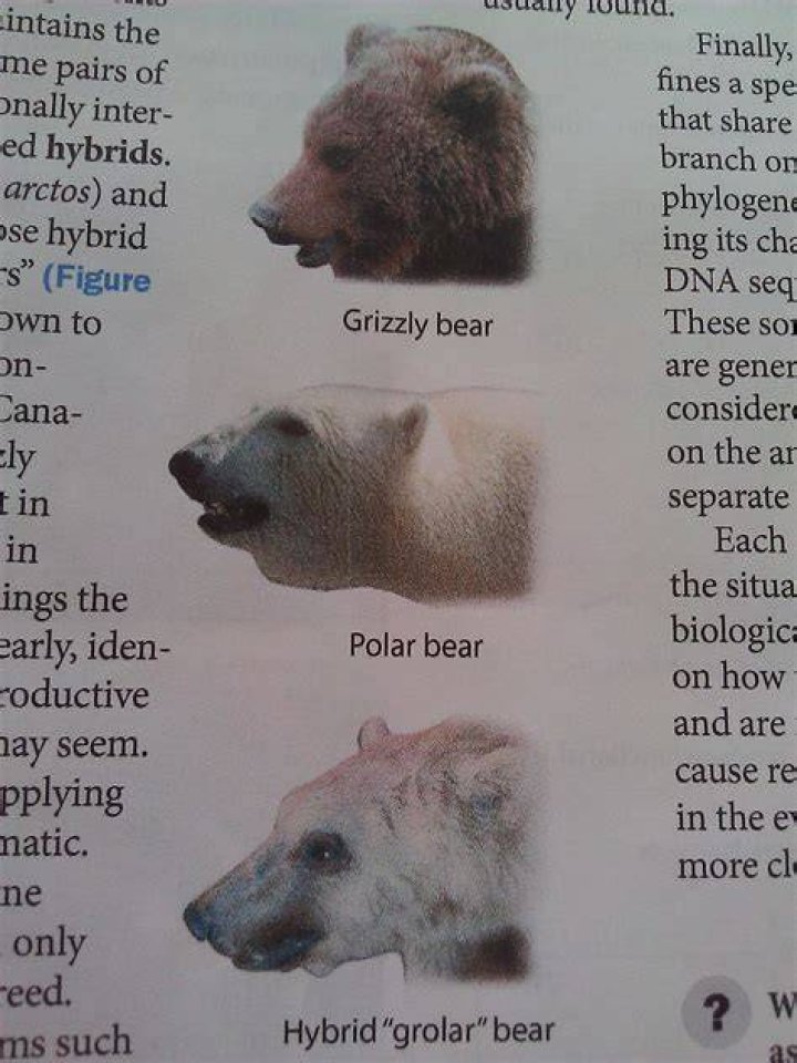 The Enigmatic Size of Polar Bear-Grizzly Hybrids