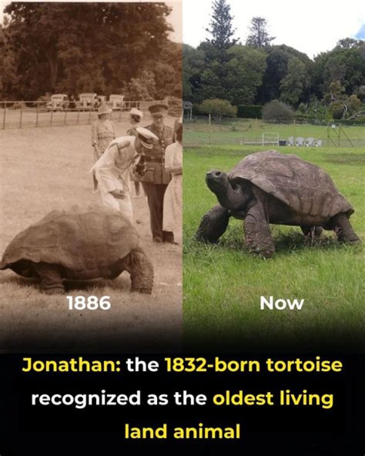 The Extraordinary Tale of Jonathan the Tortoise: A Journey of Centuries
