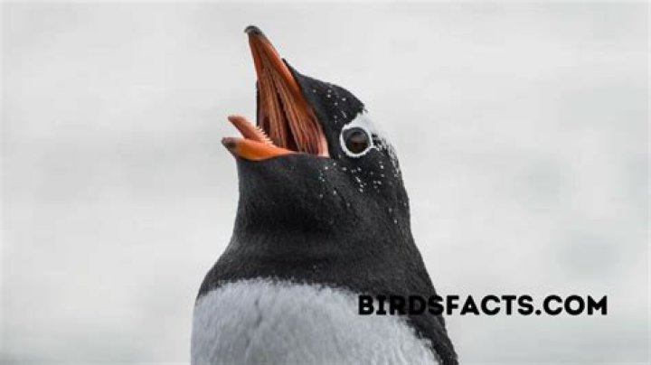 The Fascinating Anatomy Inside of a Penguin's Mouth: A Closer Look