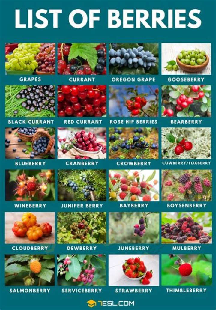 The Fascinating World of Berry Snakes: A Comprehensive Guide