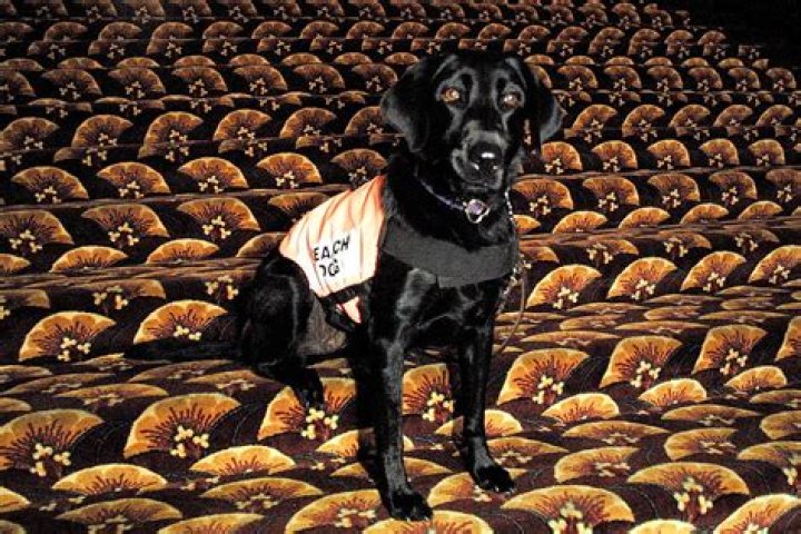 The Fascinating World of Black Labrador King Clarence Dog Net Worth