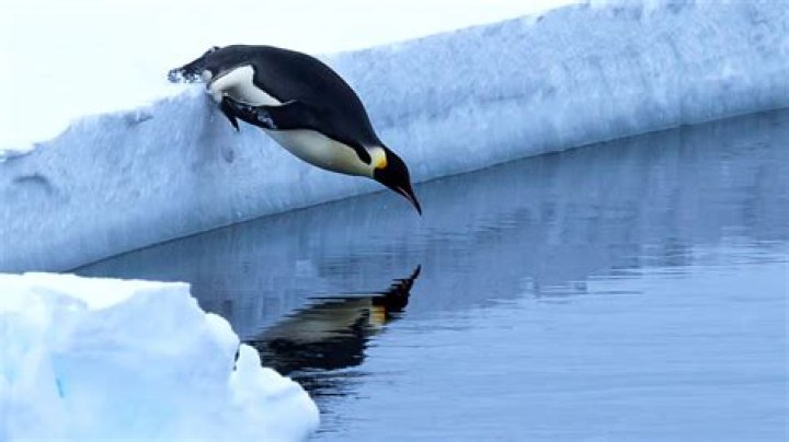 The Fascinating World of Penguin Actors: A Dive into Their Unique Performances