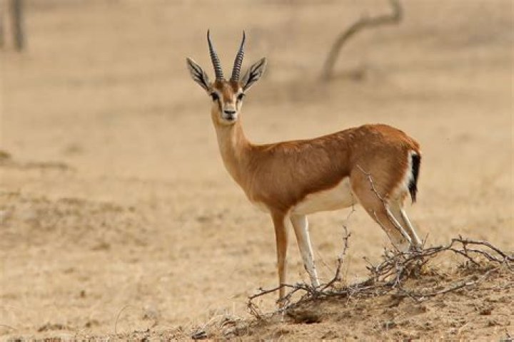 The Fascinating World of Pink Gazelle: A Complete Guide