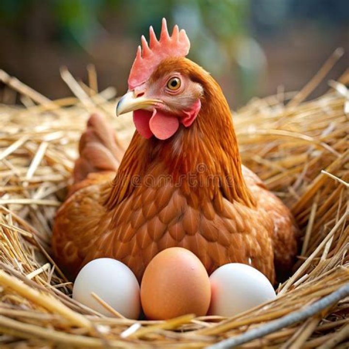 **The Fascinating World of the Hen on Nest**