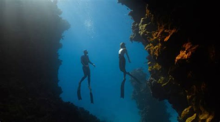 The French Angel: A Deep Dive into the Majestic Marine Species