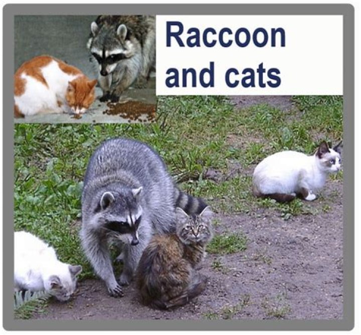 The Intriguing Relationship Between Raccoons and Cats: Do Raccoons Kill Cats?