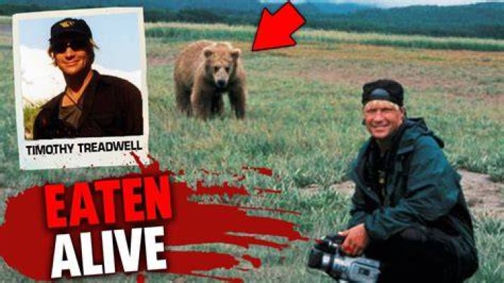 The Intriguing Tale of the "Audio de Timothy Treadwell": A Journey into the Wild