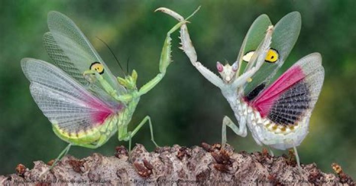 **The Surprising Predatory Habits of Praying Mantises: Can They Eat a Hummingbird?**