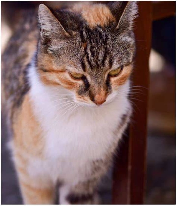 The Ultimate Guide to Calico Tabby Kittens: Characteristics, Care, and More