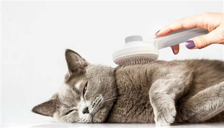 The Ultimate Guide to Choosing the Best Cat Brush for Your Feline Friend