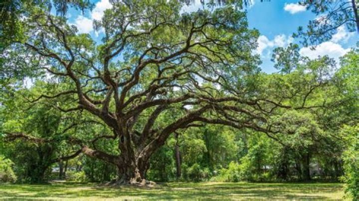 The Ultimate Guide to Growing a Future Oak Tree: Planting, Care, and More