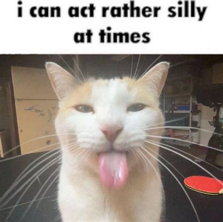 The Ultimate Guide to Silly Cat Memes: Why They Make Us Laugh