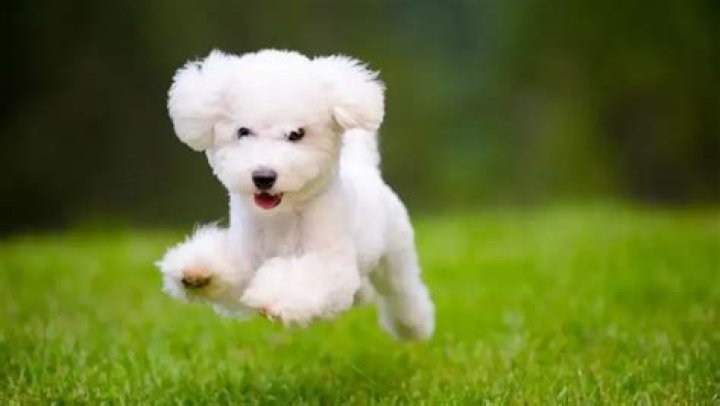 The Ultimate Guide to Tiny Terriers: Discover the Charm of the Smallest Dog Breed