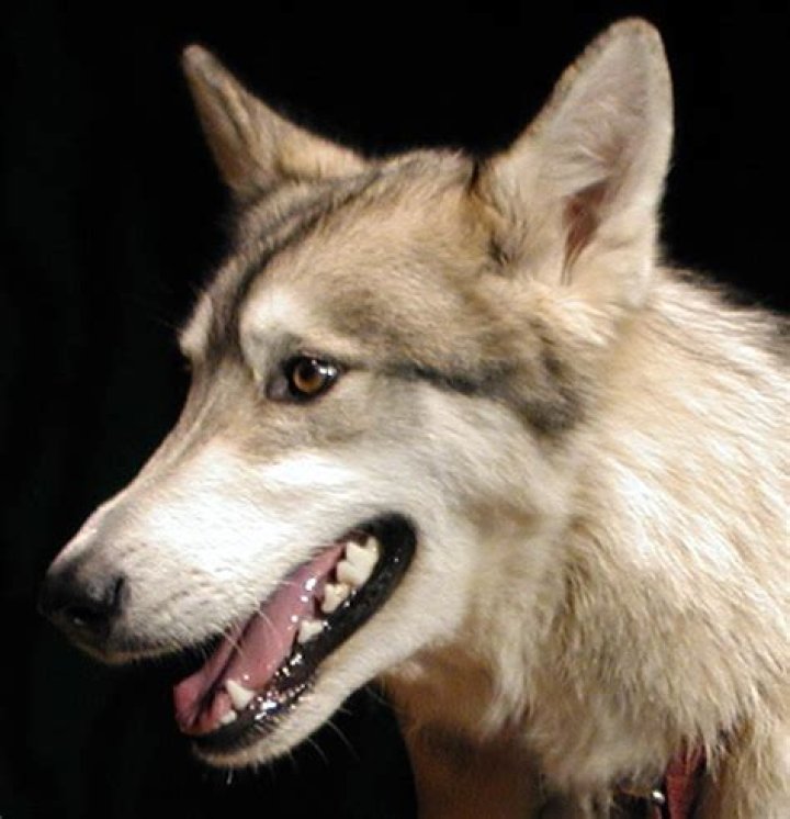 Timber Wolf Husky Hybrid: The Ultimate Guide to this Unique Breed