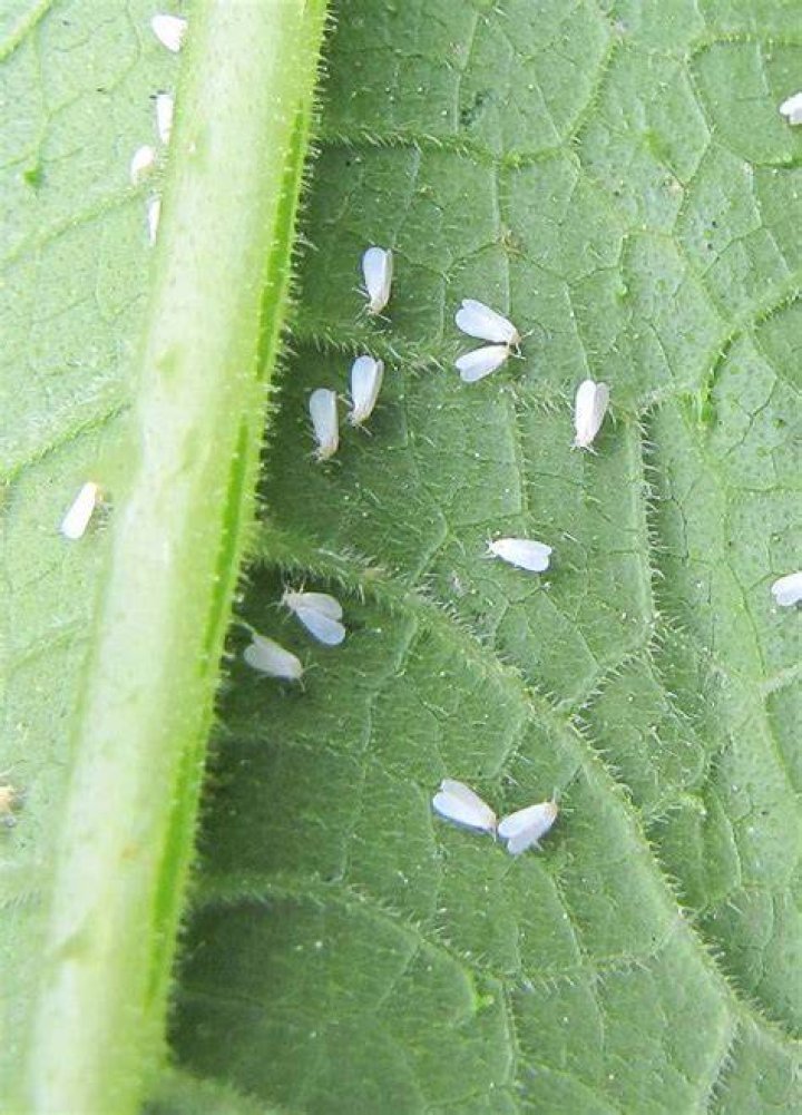 Tiny Bugs That Look Like Specks of Dirt: Understanding and Managing These Pests