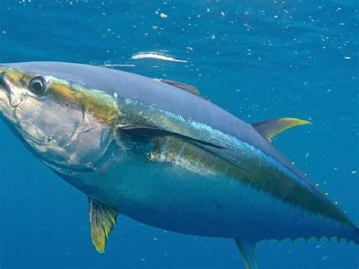 Tuna Kunt: An In-Depth Exploration of Its Nutritional Benefits and Culinary Uses