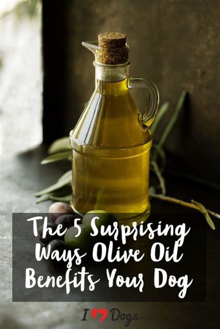 Uncovering the Benefits of Olive Oil for Dogs