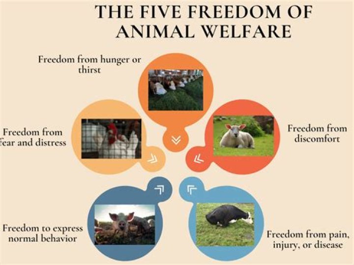 Understanding Anderson Humane: A Comprehensive Guide to Animal Welfare and Community Involvement