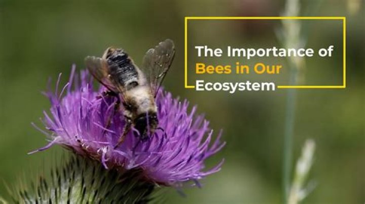 Understanding Bees: The Essential Insects for Our Ecosystem