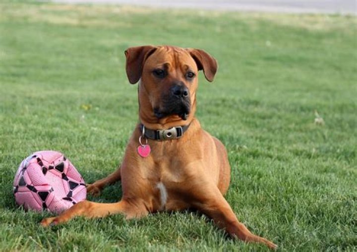 Understanding Boxer Hybrid Dogs: The Perfect Blend of Breeds