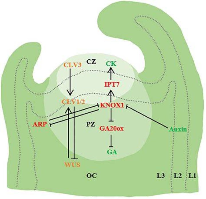 Understanding Hunter Schafer: An In-Depth Look at Her Journey and Influence