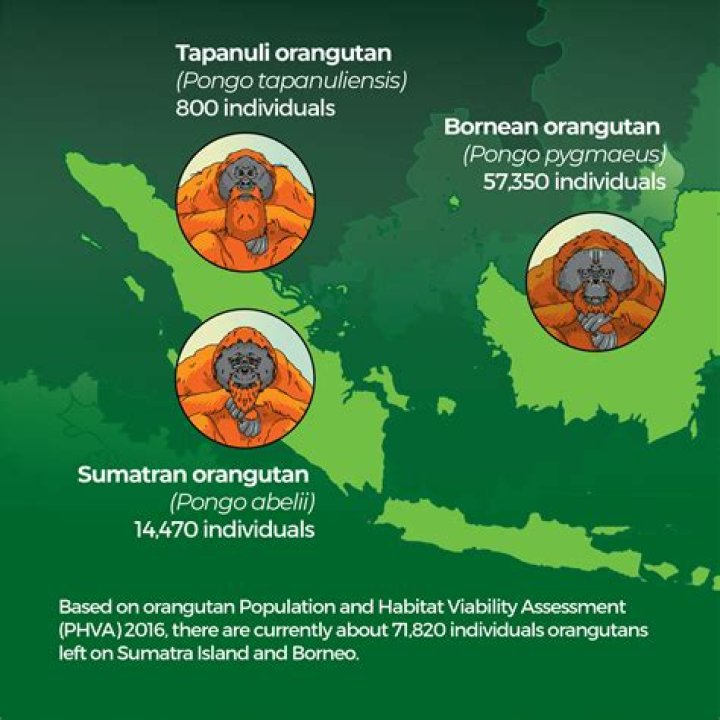 Understanding IQ in Orangutans: Insights into Their Intelligence