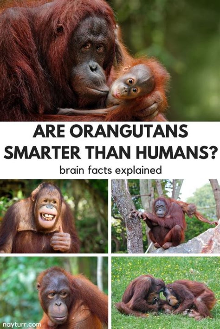 Understanding Orangutan IQ: Intelligence and Behavior of Our Primate Relatives