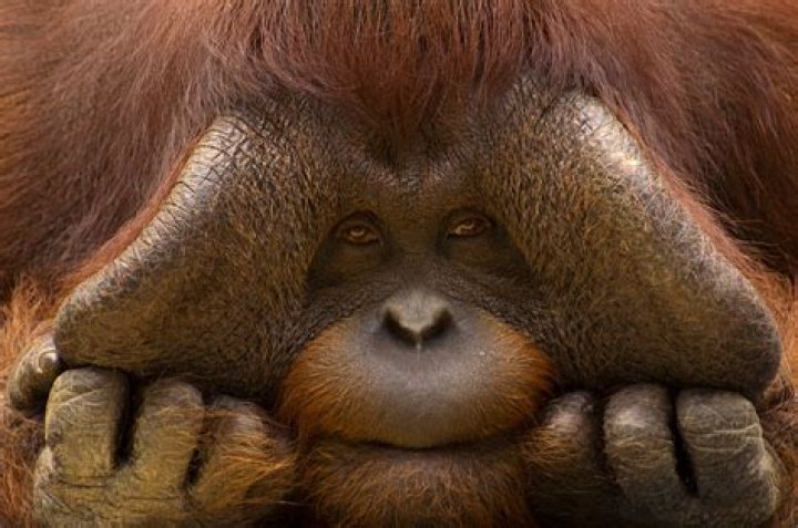 Understanding Orangutan IQ: The Intelligence of Our Primate Relatives