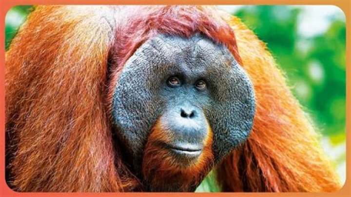 Understanding Orangutans: The Fascinating IQ of Our Primate Relatives