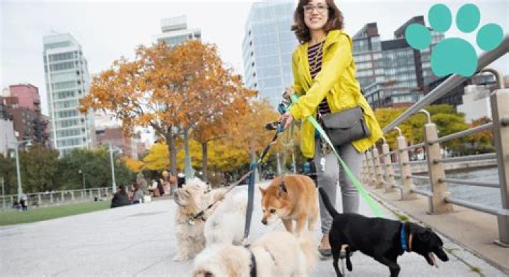 Understanding Small Dogs: A Comprehensive Guide to "Perros Pequeños"