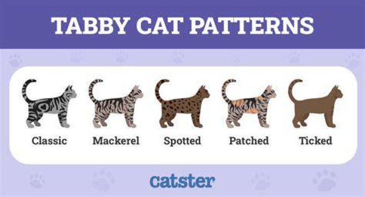 Understanding Strawberry Tabby Cats: A Comprehensive Guide