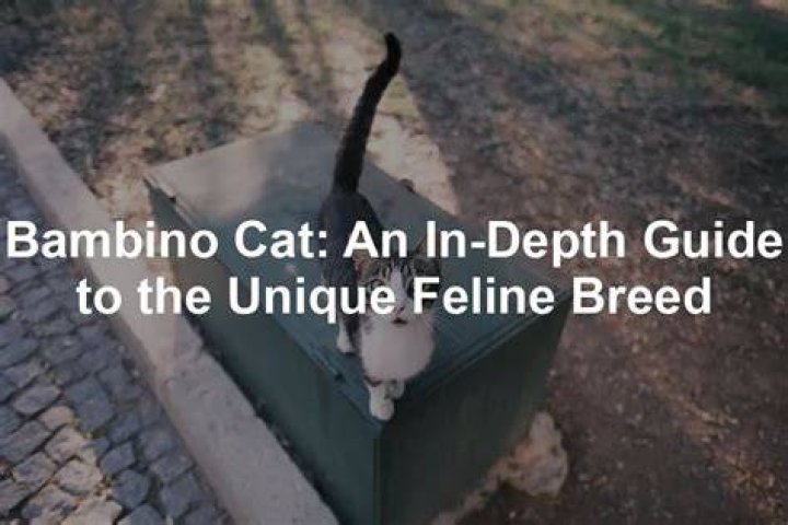 Understanding the Bambino Cat: A Unique Feline Companion