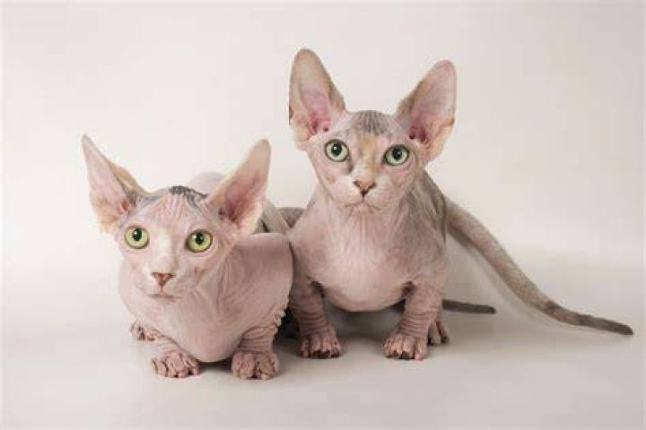 Understanding the Bambino Cat Breed: Characteristics, Care, and More