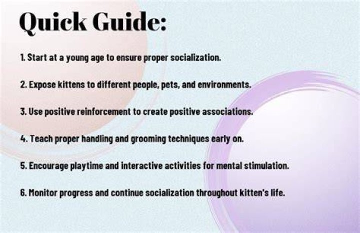Understanding the Bambino Kitten: A Comprehensive Guide