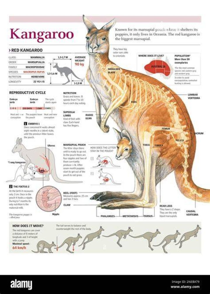 Understanding the Buff Kangaroo: An In-depth Exploration