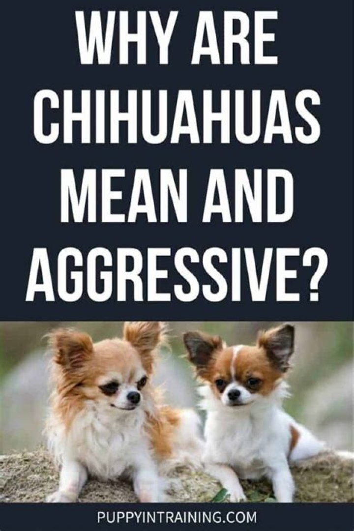 Understanding the Chihuahua's Attitude: Why Are Chihuahuas So Mean?