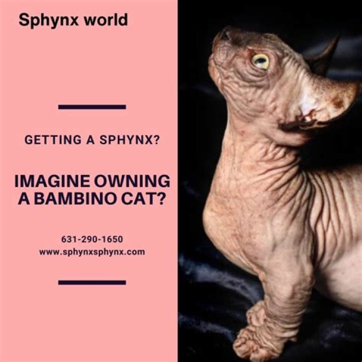 Understanding the Fascinating World of Bambino Sphynx Cats