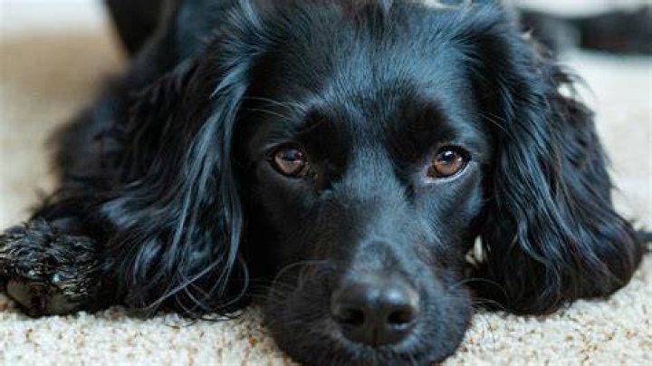 Understanding the Fascinating World of Six-Legged Dogs