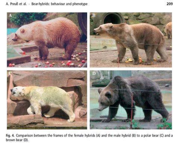 Understanding the Grizzly Polar Bear: Nature's Unique Hybrid