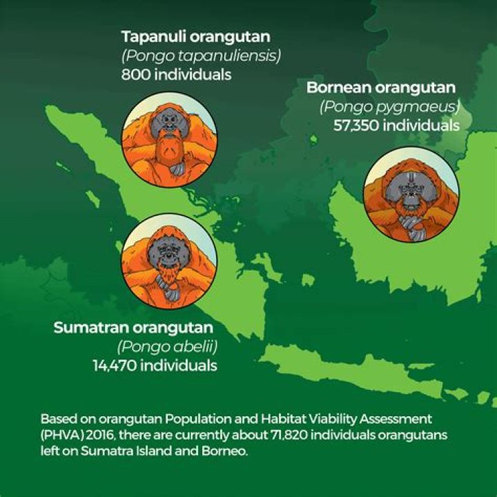 Understanding the IQ of Orangutans: Insights into Their Intelligence