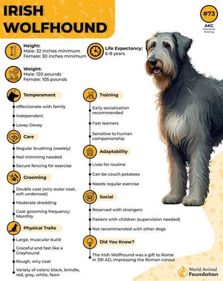 Understanding the Lifespan of Irish Wolfhounds: A Comprehensive Guide