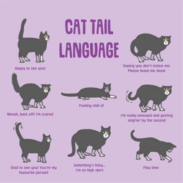 Understanding the Meaning of Cat Called: A Comprehensive Guide